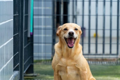 Foto: Joanderson Piropo