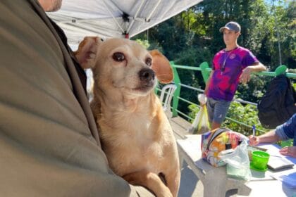A ação ocorreu na nova ponte do bairro e atendeu tanto cachorros quanto gatos