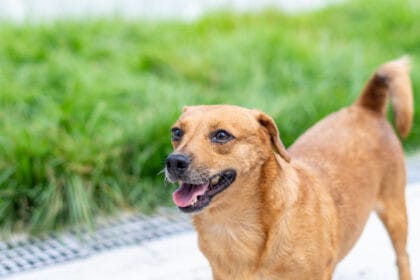 Adoção Pets em Bertioga