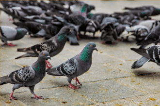 Escola Municipal de Cubatão suspende aulas após casos de piolhos de pombo.