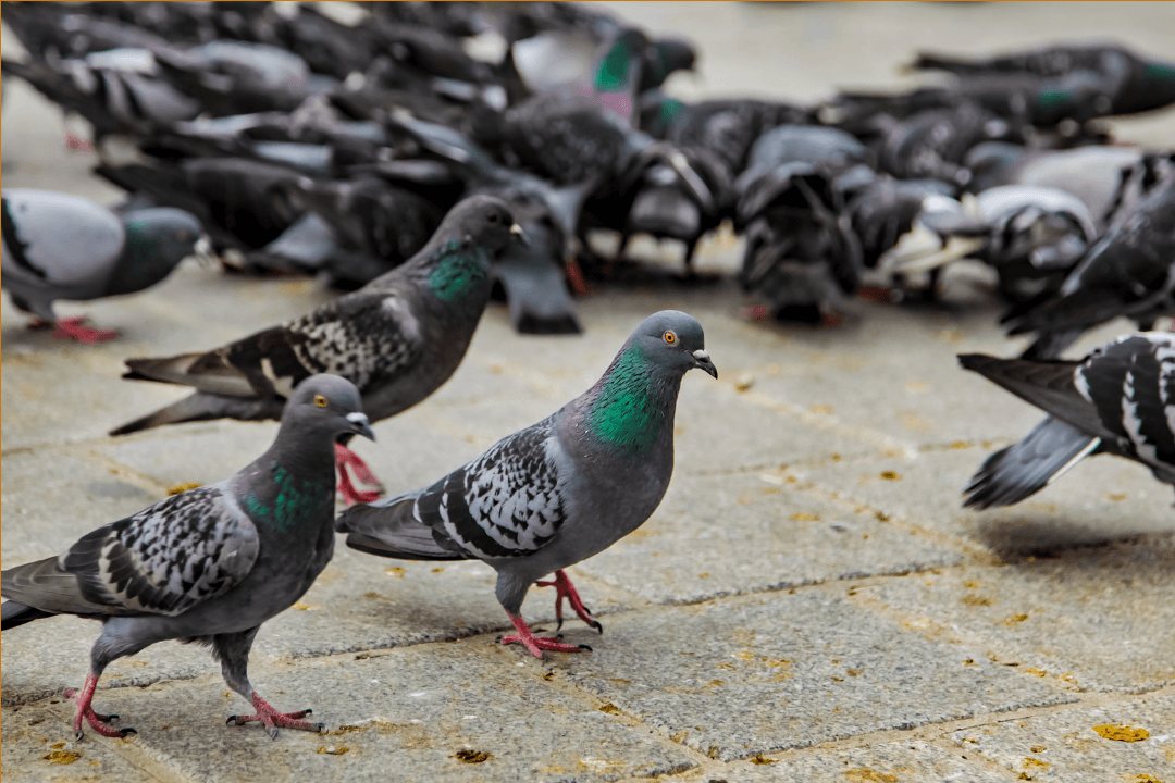 Escola Municipal de Cubatão suspende aulas após casos de piolhos de pombo.