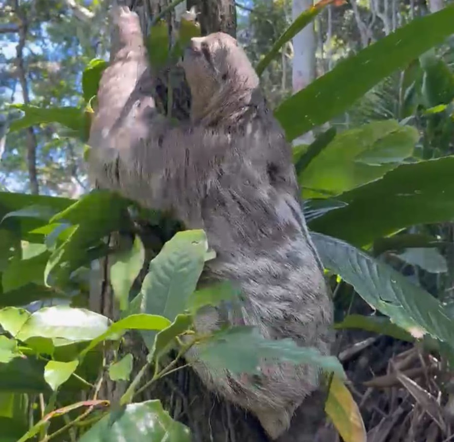 Grupamento de Defesa Ambiental de Guarujá resgata bicho-preguiça e cágado