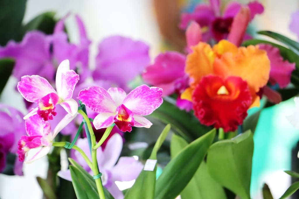 Visitantes conferem exposição de orquídeas na Secretaria de Turismo de Caraguatatuba.