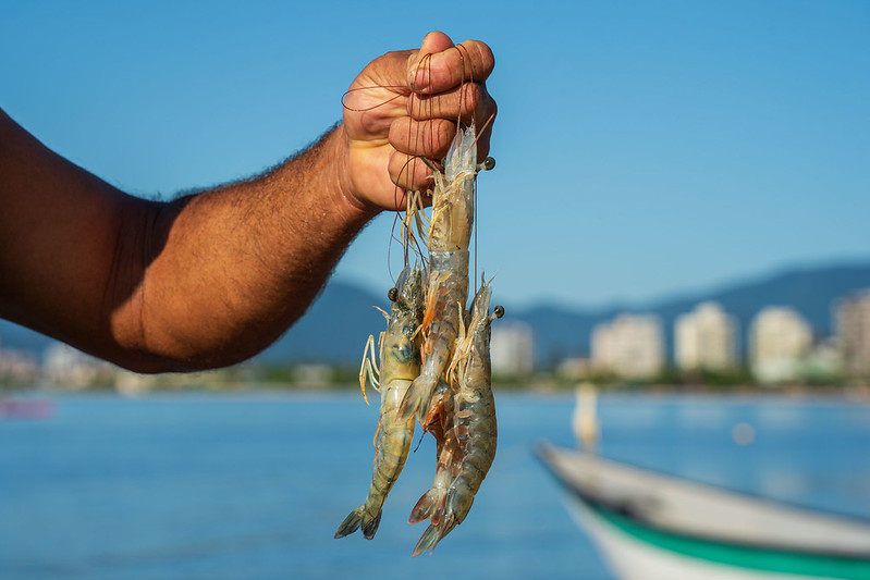 Pesca de camarão é proibida durante o período de defeso em Caraguatatuba