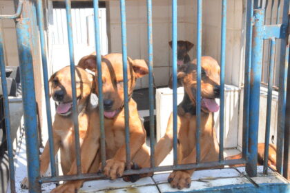 Cães e gatos disponíveis para adoção no Centro de Controle de Zoonoses de Caraguatatuba