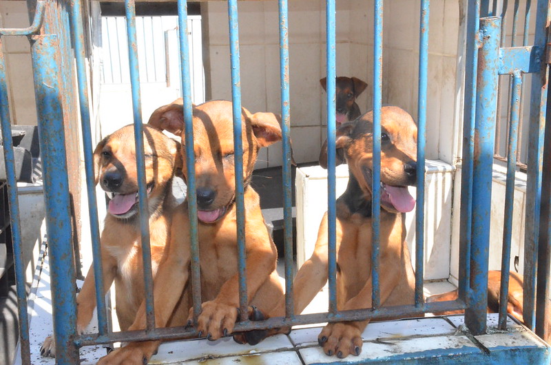 Cães e gatos disponíveis para adoção no Centro de Controle de Zoonoses de Caraguatatuba