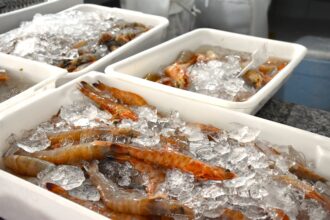 Pescadores artesanais de Ilhabela organizando redes de pesca no Porto do Perequê.