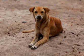 Cachorro vira-lata caramelo em área urbana