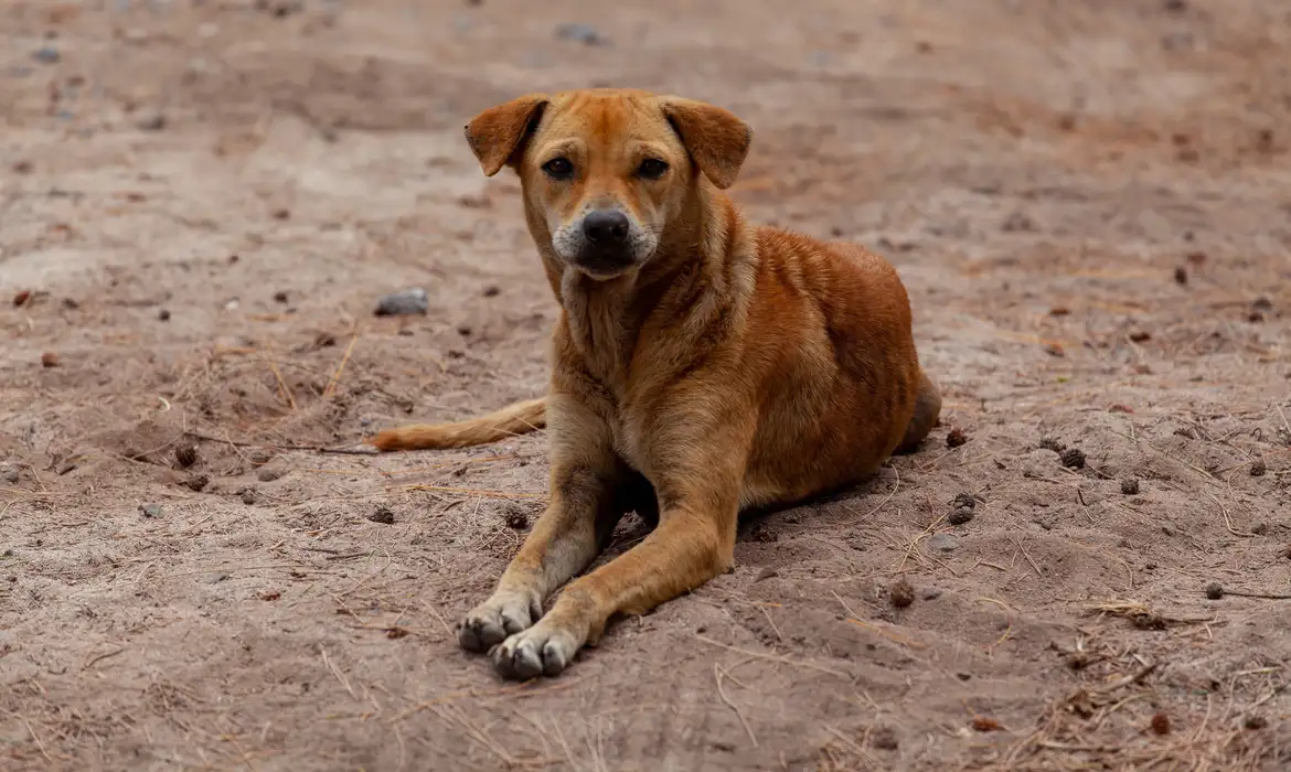 Cachorro vira-lata caramelo em área urbana