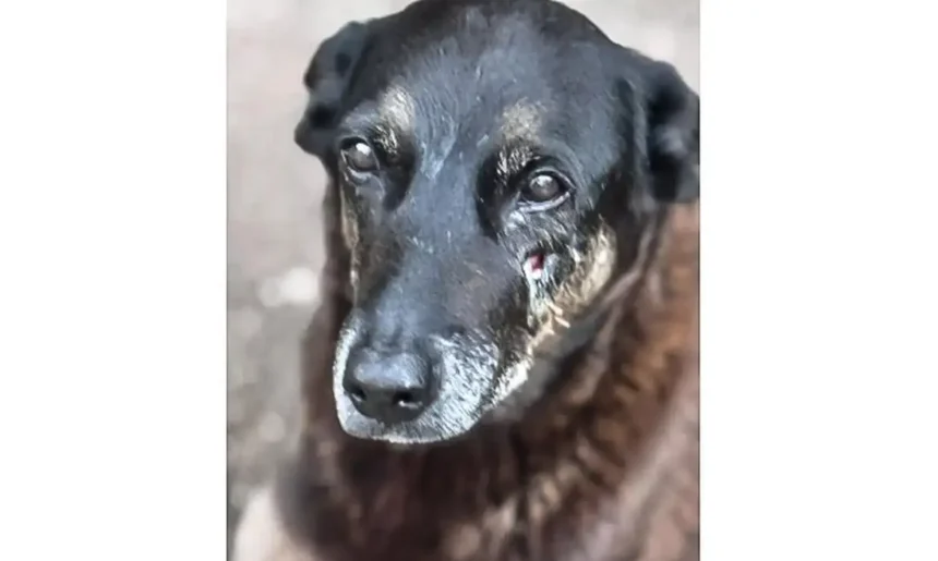 Cão Orelha, que morreu após agressão em Santa Catarina