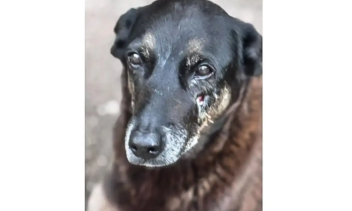 Cão Orelha, que morreu após agressão em Santa Catarina