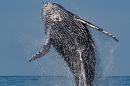 Baleias-jubarte no litoral de São Sebastião durante temporada de observação