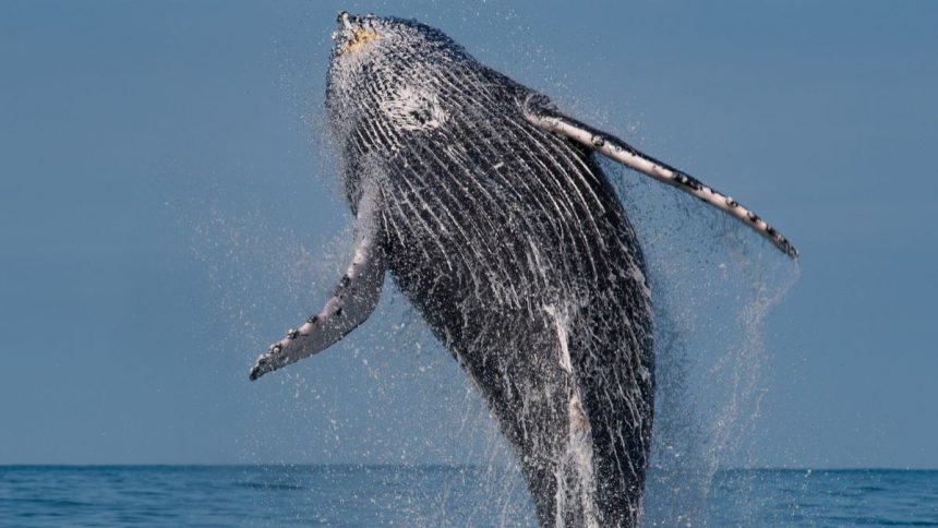 Baleias-jubarte no litoral de São Sebastião durante temporada de observação