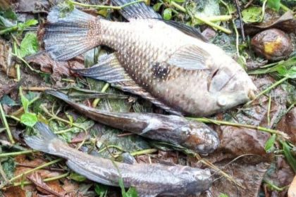 Fiscalização ambiental realiza vistoria no Rio Maresias após mortandade de peixes.