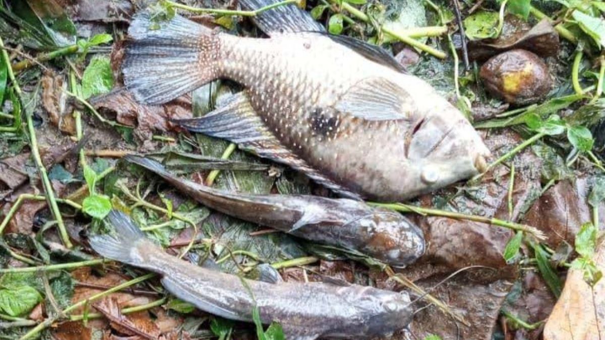 Fiscalização ambiental realiza vistoria no Rio Maresias após mortandade de peixes.