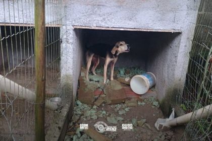 Cães resgatados em operação da Polícia Militar Ambiental após denúncia de maus-tratos.