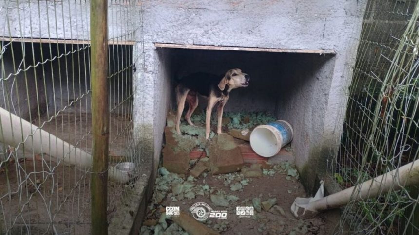 Cães resgatados em operação da Polícia Militar Ambiental após denúncia de maus-tratos.