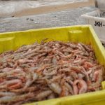 Pescadores retornam ao mar para pesca de camarão em São Sebastião
