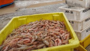 Pescadores retornam ao mar para pesca de camarão em São Sebastião