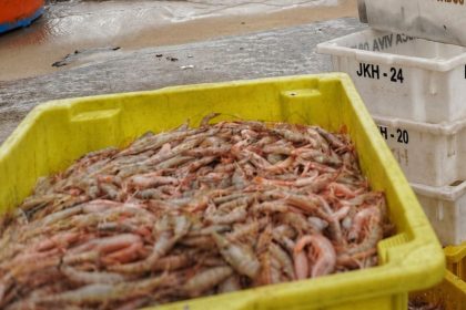 Pescadores retornam ao mar para pesca de camarão em São Sebastião