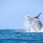 Baleia-jubarte avistada no mar do Litoral Norte de São Paulo