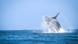 Baleia-jubarte avistada no mar do Litoral Norte de São Paulo