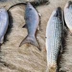 Pesca da tainha por arrasto de praia é suspensa após atingir 90% da cota nacional de captura.