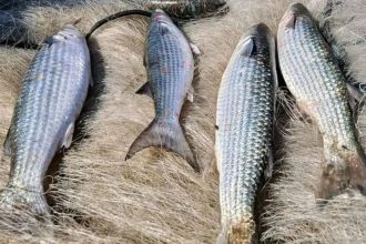Pesca da tainha por arrasto de praia é suspensa após atingir 90% da cota nacional de captura.