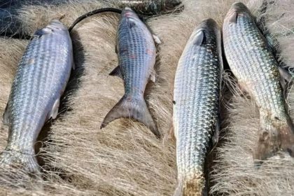 Pesca da tainha por arrasto de praia é suspensa após atingir 90% da cota nacional de captura.