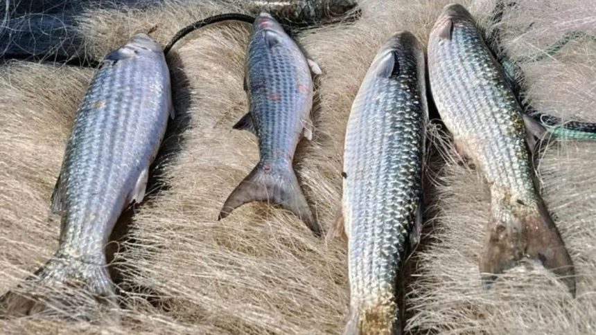 Pesca da tainha por arrasto de praia é suspensa após atingir 90% da cota nacional de captura.